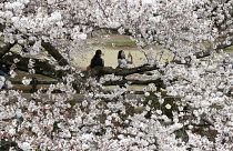 Japonya'da sakura çiçeği