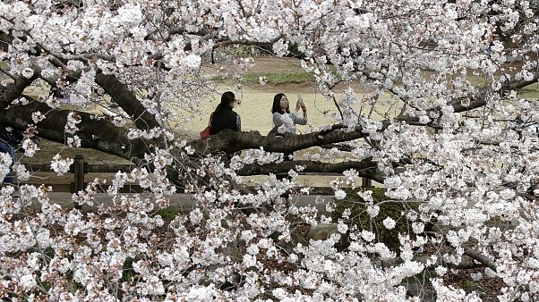 Japonya'da sakura çiçeği Japonya'da sakura çiçeği