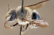 The blue calamintha bee