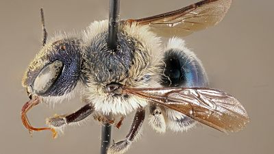 The blue calamintha bee The blue calamintha bee