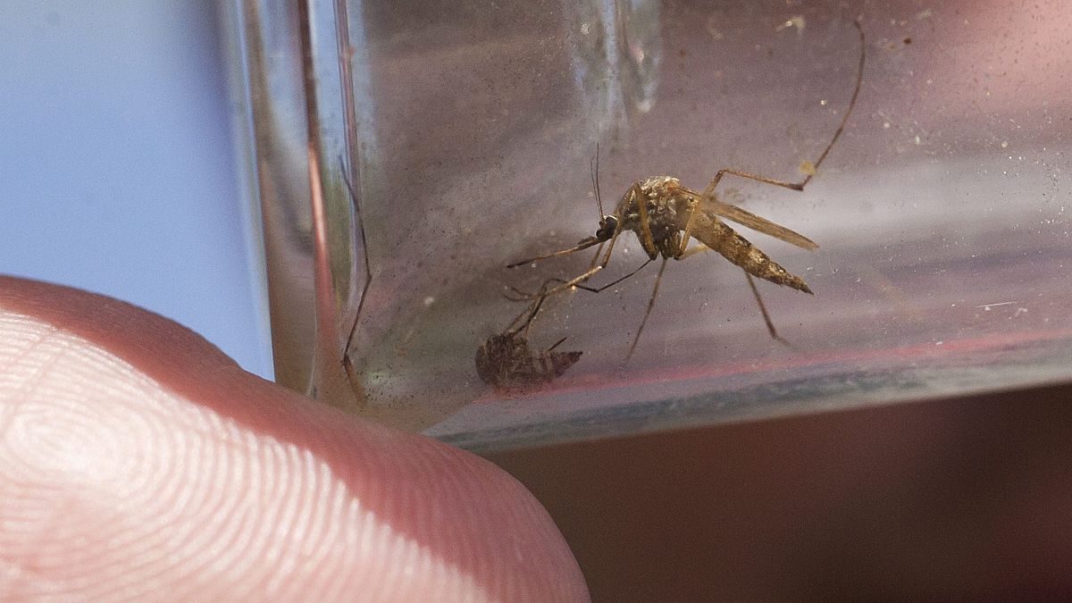 Koronavírus: a szúnyogok, kullancsok nem terjesztik