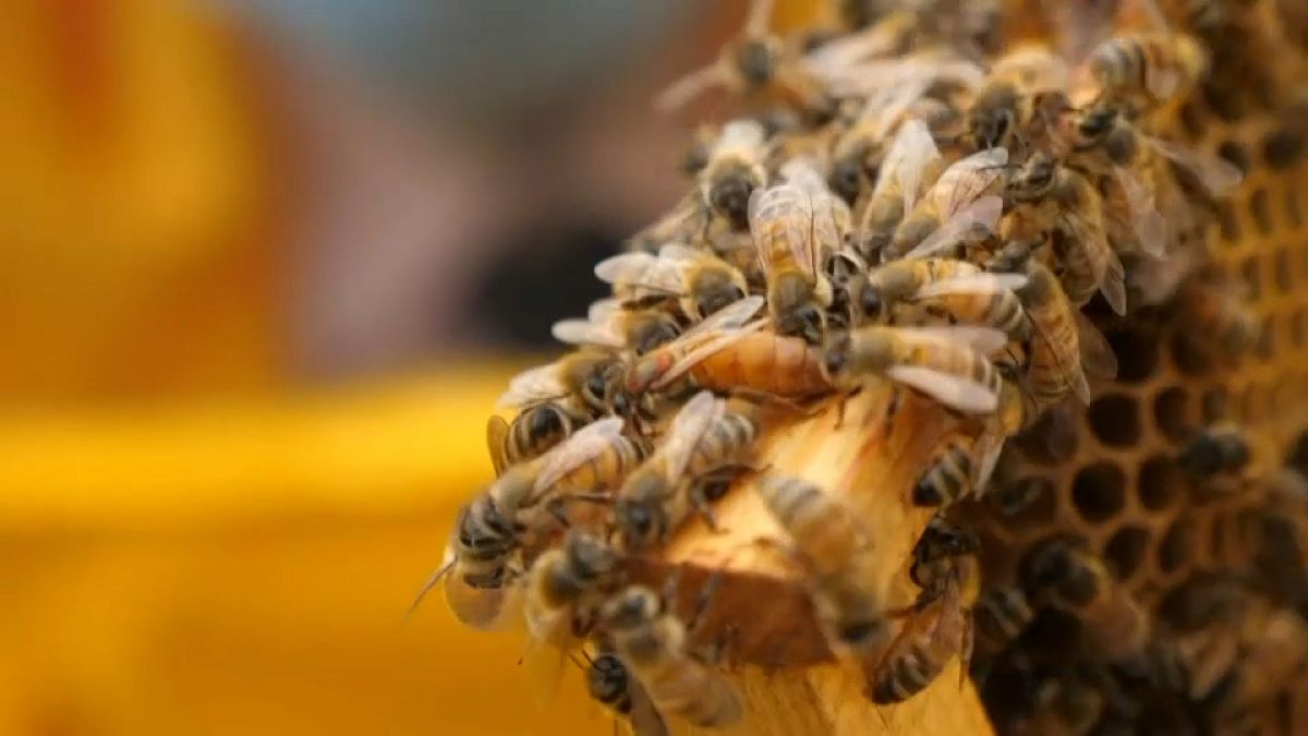 Les abeilles en voie d'extinction
