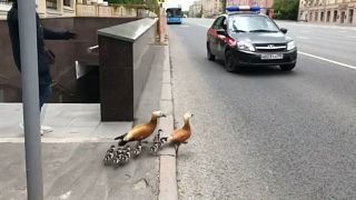A Moscou, les canards traversent, la circulation s'arrête