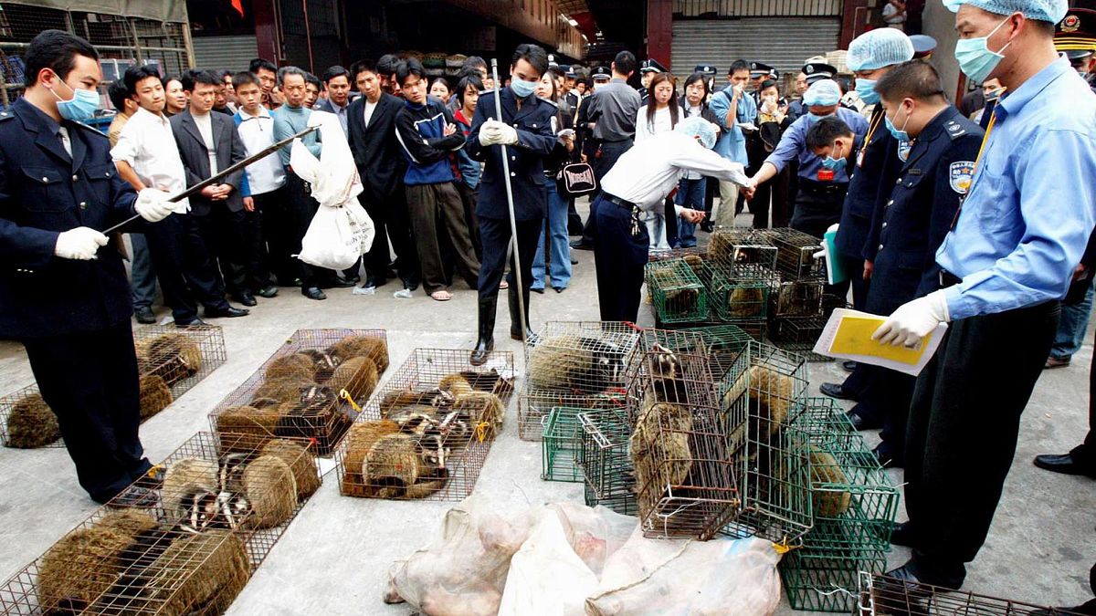 Çin'in Guangzhou kentindeki vahşi hayvan pazarına düzenlenen baskında toplanan misk kedileri (arşiv) 