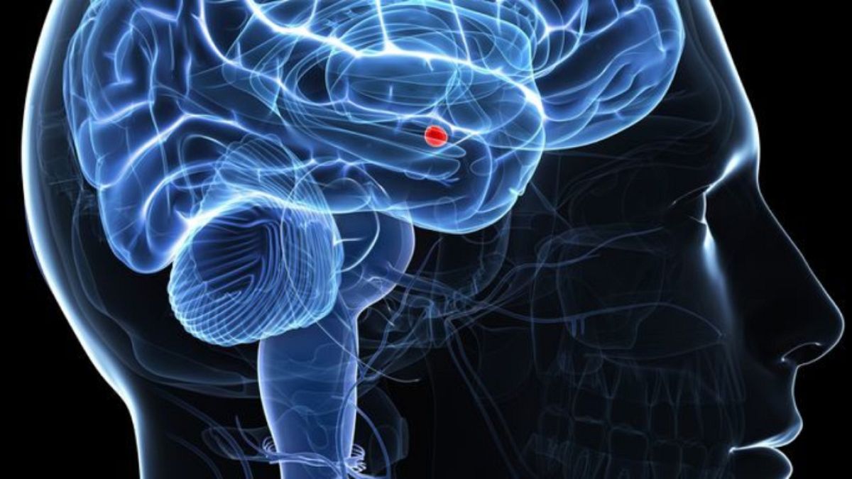 Bilim insanları beyinde acı duymayı tamamen engelleyecek noktayı keşfetti