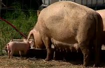 La Comisión Europea diseña una estrategia para impulsar la agricultura ecológica