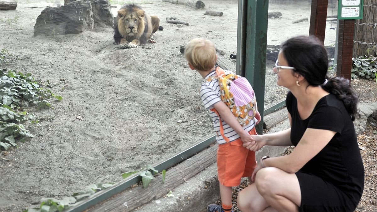 Látogatók az oroszlánok kifutójánál a Fővárosi Állat- és Növénykertben 2020. május 20-án