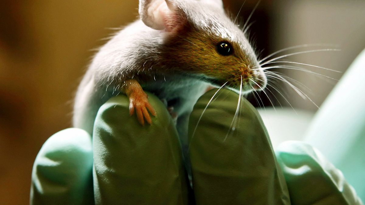 Alman araştırmacılar tıp literatüründe ilk kez denenen protein tedavisiyle felçli fareleri yürütmeyi başardı.
