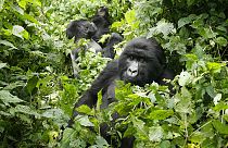 Virus Outbreak Congo Africa Gorillas