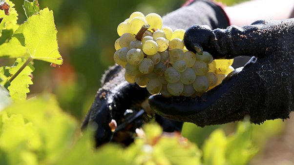 ARCHIVE PICTURE: worker collects white grapes ARCHIVE PICTURE: worker collects white grapes