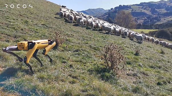 Rocos'un geliştirdiği robot çoban köpeği Rocos'un geliştirdiği robot çoban köpeği