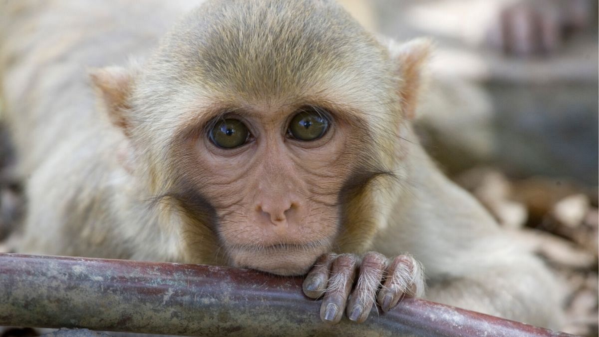 تست واکسن ویروس کرونا روی میمون های ماکاک