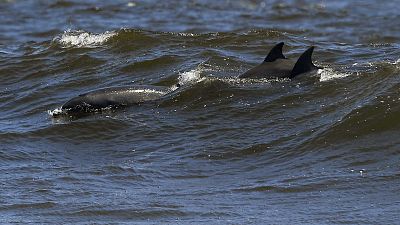 Сотни дельфинов резвились у побережья Калифорнии