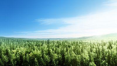 The EU will plant 3bn trees to help protect biodiversity. The EU will plant 3bn trees to help protect biodiversity.