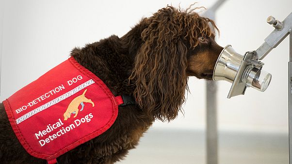 Release the hounds: UK deploys dogs to sniff out coronavirus Release the hounds: UK deploys dogs to sniff out coronavirus