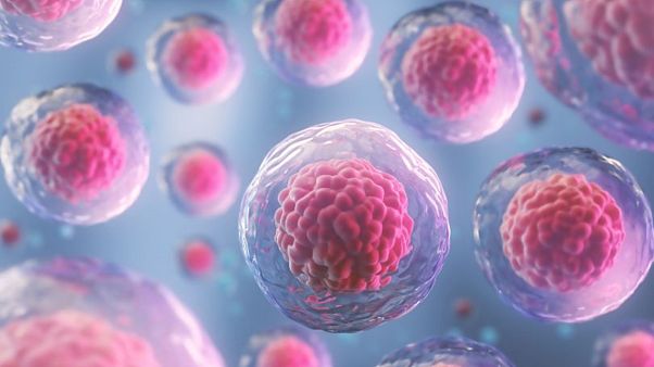 Kök hücreden oluşturulan organ h��creleri Kök hücreden oluşturulan organ h��creleri