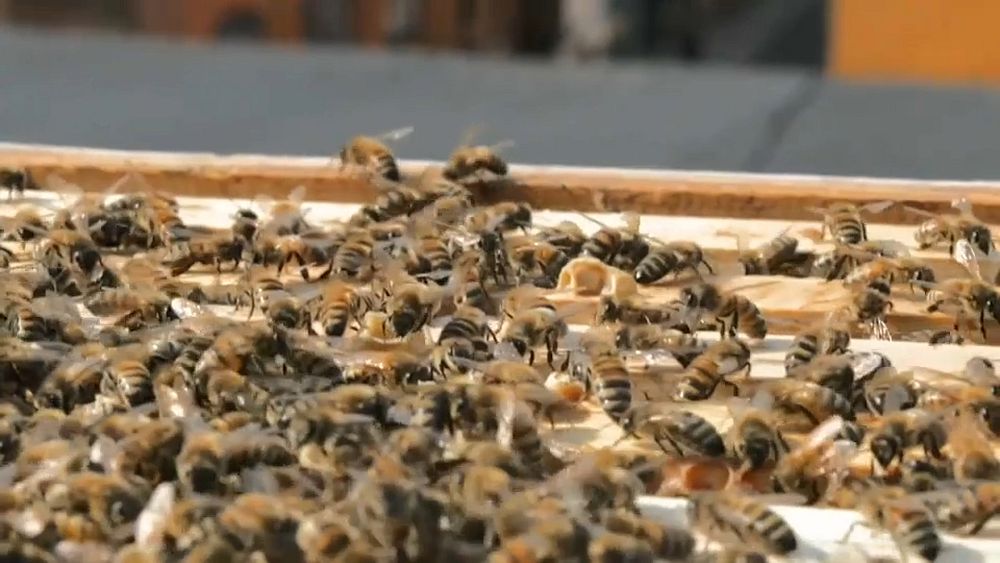 La stratégie de Bruxelles pour la biodiversité