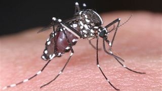 A tiger mosquito