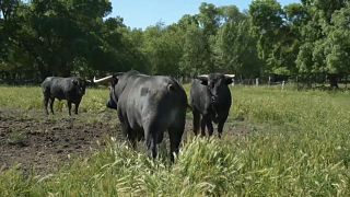 Arene vuote e tori al mattatoio, anche la tauromachia è vittima del Covid-19 