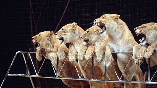 Lions performing in the circus.