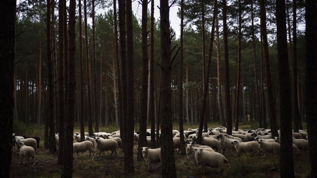 Birkák legelnek egy pineaerdőben a spanyolországi Soria közelében 2020. április 27-én