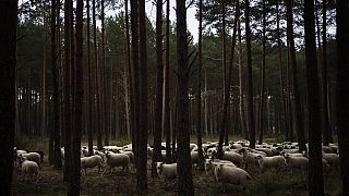 Birkák legelnek egy pineaerdőben a spanyolországi Soria közelében 2020. április 27-én