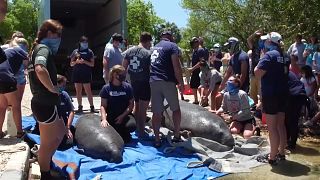 İyileşen deniz inekleri Florida'da yeniden sulara bırakıldı