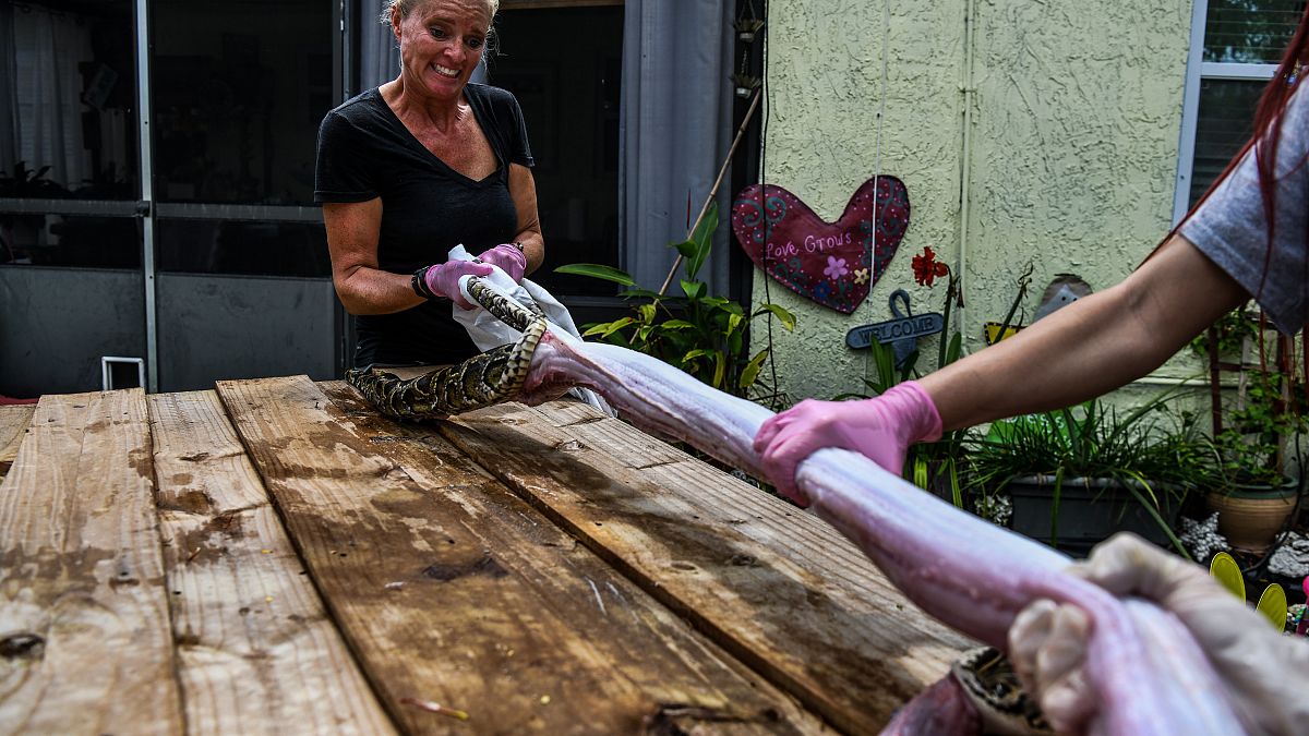  آمي سيوي وشانون مكارتيني صيادتا الأفاعي تنزعان جلد ثعبان قبل بدء صنع أقنعة واقية من كوفيد-19 شمال ميامي بفلوريدا. 21/05/2020