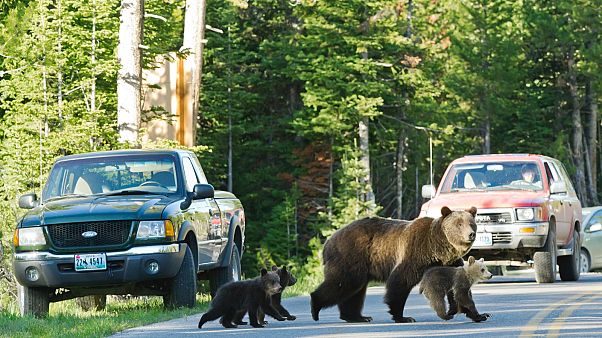 A Grand Teton kedvencei: a 399-es grizzly bandukol át az úton három bocsával (archív) A Grand Teton kedvencei: a 399-es grizzly bandukol át az úton három bocsával (archív)