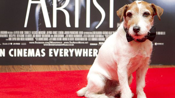Uggie at a special screening at a London cinema, 2012. Uggie at a special screening at a London cinema, 2012.