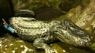 L'alligator d'Hitler meurt à Moscou à l'âge de 84 ans