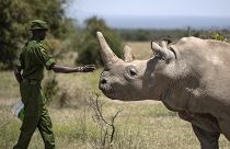 A ranger reaches out towards female northern white rhino Najin, 30, one of the last two northern white rhinos on the planet, in her enclosure at Ol Pejeta Conservancy, Kenya.