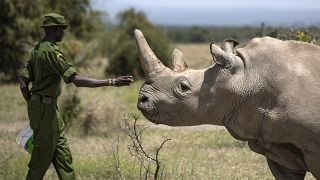 A ranger reaches out towards female northern white rhino Najin, 30, one of the last two northern white rhinos on the planet, in her enclosure at Ol Pejeta Conservancy, Kenya.