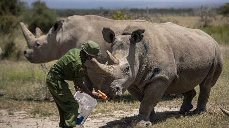 Female northern white rhinos Fatu, 19, right, and Najin, 30, left, the last two northern white rhinos on the planet, are fed some carrots by a ranger in their enclosure.