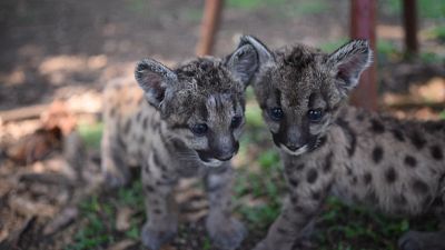 Pumas mit Namen Pandemie und Quarantäne in Mexiko geboren