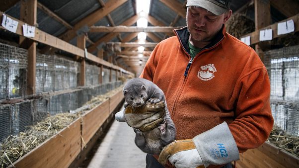 Hollanda'da bir vizon çiftliği Hollanda'da bir vizon çiftliği