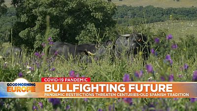 Bulls grazing on a farm in Spanish Dehesa