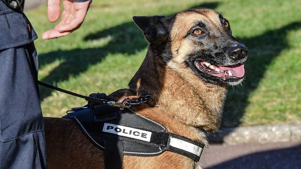 Köpekler, yeni tip koronavirüs (Covid-19) hastalarını koklayarak tespit etmede yüzde 95 başarı gösterdi Köpekler, yeni tip koronavirüs (Covid-19) hastalarını koklayarak tespit etmede yüzde 95 başarı gösterdi