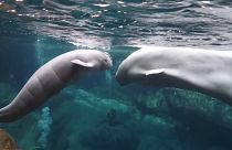 Baby beluga whale swimming alongside mother