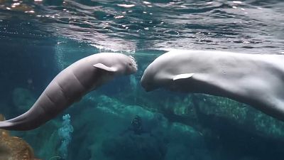 Georgia Akvaryumu yeni doğan beyaz balinanın görüntülerini yayınladı