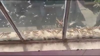 Swarms of locusts strinking windows in residential areas