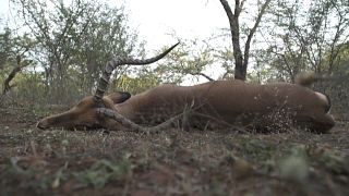 Une antilope abattue pour nourrir la population