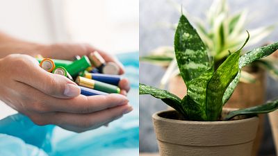 Chemicals found in batteries can be used to create plant food. Chemicals found in batteries can be used to create plant food.