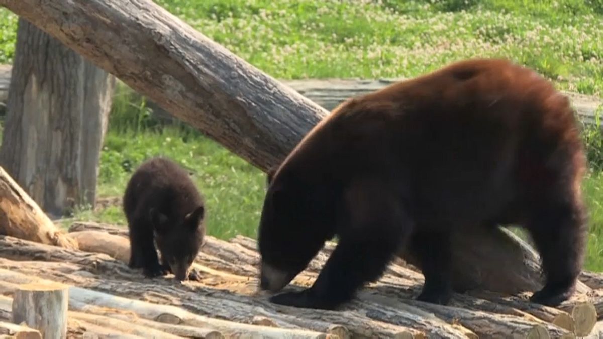 Black bear cubs make their debut in eastern France zoo