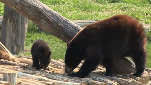 Black bear cubs make their debut in eastern France zoo Black bear cubs make their debut in eastern France zoo