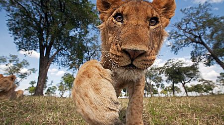 Lion adolescent reaching out with curiosity at Maasai Mara National Reserve, Kenya.