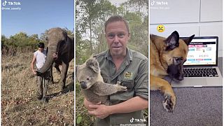 Various animal stars of TikTok