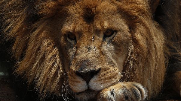 safari parkta görüntülenmiş bir aslan safari parkta görüntülenmiş bir aslan