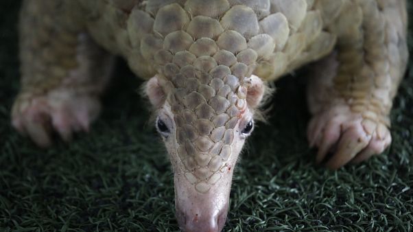 Pangolin Pangolin