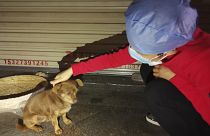 ممرضة صينية مع أحد الكلاب